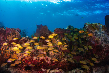 French grunts schooling on the reef in Cozumel