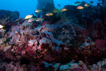 Fototapeta na wymiar Silver grunts swimming over the reef