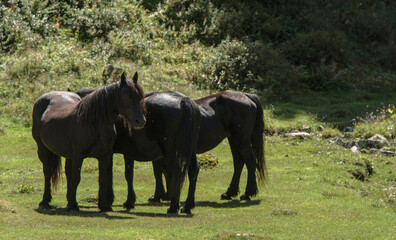 Fototapeta premium Chevaux pyrénéens à Mérens, France