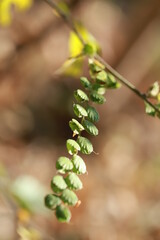 Natural leaves in the forests of Thailand