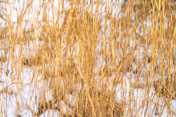 Fototapeta premium 植物 雪