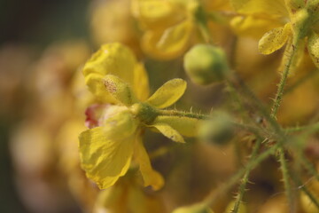 Flowers in Thailand , Natural flowers