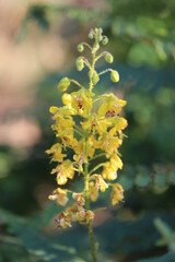 Flowers in Thailand , Natural flowers