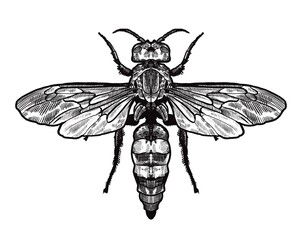 Lineart Black Hand Drawing Wasp Illustration