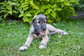 Portrait of a dog breed Irish Wolfhound in a summer nature park.beautiful beige Irish wolfhound dog posing in the garden. Happy dog sitting on grass at spring time
