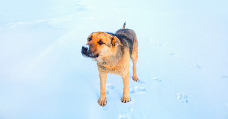 Brown dog walking down a snowy trail - Cildir, Turkey