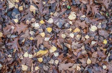 brown autumn leaves fall winter season background close up pattern