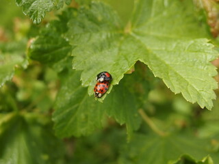 Two differently colored ladybugs copulating on a currant leaf
