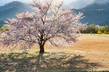 朝陽に輝く一本桜