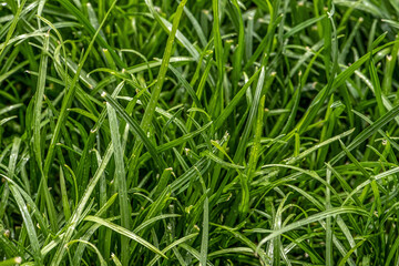 Close up of fresh thick grass with water drops in the early morning