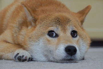 室内でくつろぐ柴犬