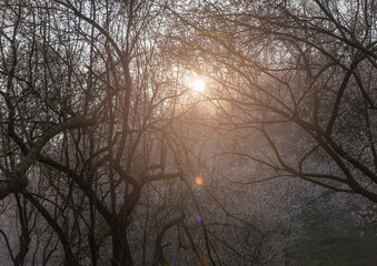 plum blossom at the spring