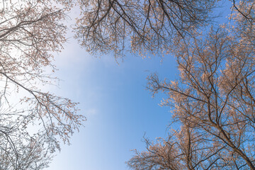 plum blossom at the spring