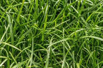 Close up of fresh thick grass with water drops in the early morning
