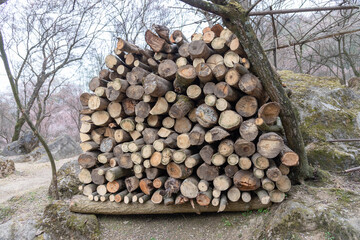 a heap of firewood in the forest