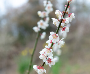plum blossom at the spring