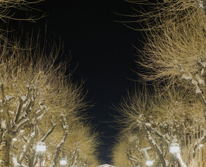 City illumination. Street lanterns among trees under snow. Street in winter season.