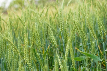 the immature wheat is in the field