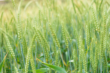 the immature wheat is in the field