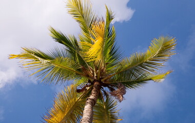 Palm tree soars into blue sky