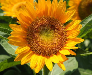 Sunflower lit by sunlight