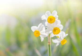 Flowers of Japanese daffodil (Narcissus tazetta var. chinensis)