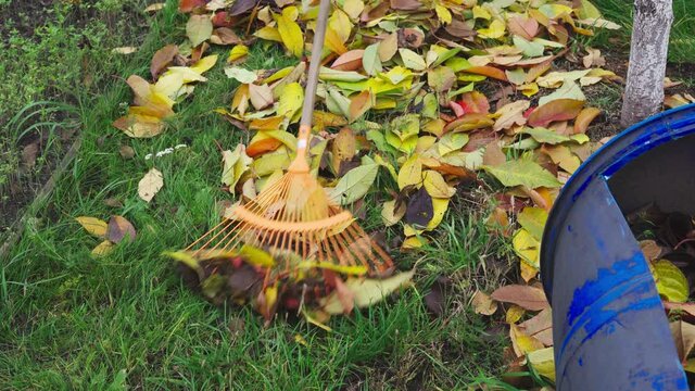 Cleaning fallen yellow leaves with a rake from the lawn in autumn