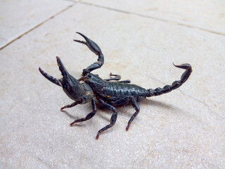 A black scorpion walking on a cement floor