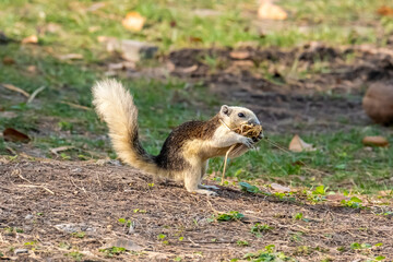 Beautiful morning light in public park with green grass field and green fresh tree plant at Vachirabenjatas Park Bangkok, Thailand.
