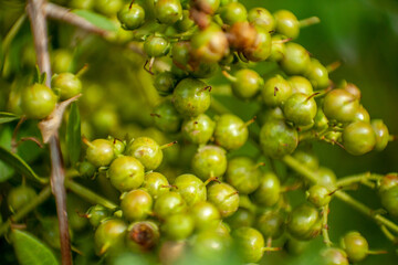 spice tree blossom seeds and flower 