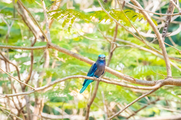 Indian roller, Blue jay in Vachirabenjatas Park, Bangkok, Thailand.