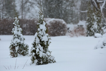 Snow covered thuja plants