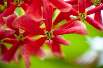Flower Petal close up macro shot 