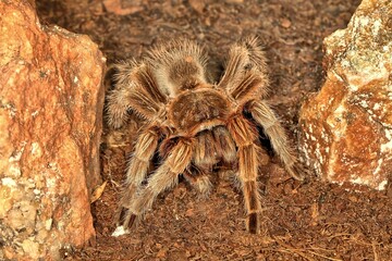 Hairy Tarantula spider between two rocks. Theraphosidae.