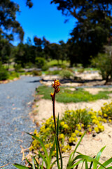 Sharp Foreground Flora