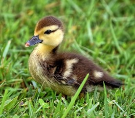 Muscovy duckling standing in the green grass. Cairina moschata.