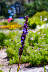 Purple Flora Close-up