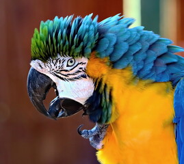Head shot of a Blue-and-yellow macaw all fluffed up. Ara ararauna.
