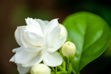 Obraz na płótnie Canvas Arabian Jasmine or Mogra flower closeup - The heavy scented white flowers are borne in clusters of 3 to 12 and may be single, semi-double or perfectly double.