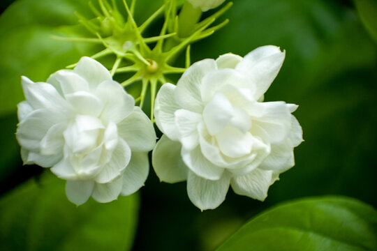 Arabian Jasmine or Mogra flower closeup - The heavy scented white flowers are borne in clusters of 3 to 12 and may be single, semi-double or perfectly double.