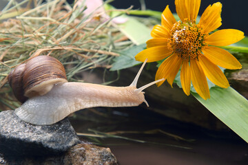 grape snail crawling on a stone against a background of flowers. mollusc and invertebrate