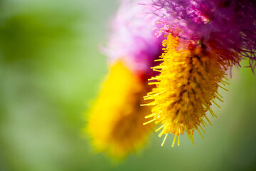 Flower Petal close up macro shot 