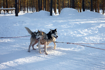 Fototapeta na wymiar Husky sled carrying a sleigh