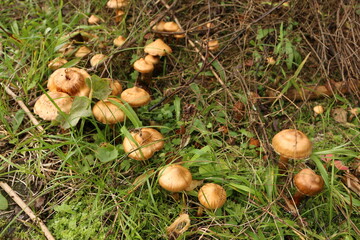 brown toadstools in the forest