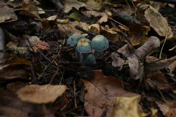 blue toadstools in the forest