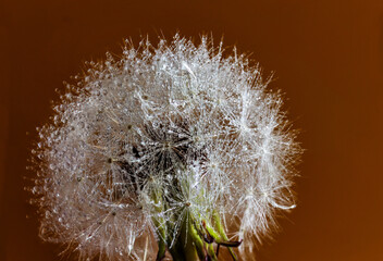 dandelion seed head with water droplets