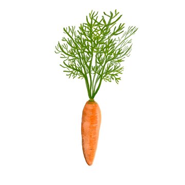 Hand drawn watercolor illustration of fresh orange ripe carrots. Isolated on the white background. Vegetarian food product