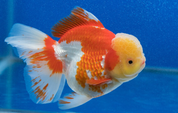 1 107 Best Oranda Goldfish Images Stock Photos Vectors Adobe Stock 1 107 Best Oranda Goldfish Images Stock Photos Vectors Adobe Stock