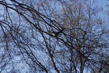 Fototapeta na wymiar A bird is holding a berry in its beak in a bare tree in the winter