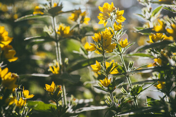 Bright yellow flower loosestrife spot illuminated by the bright rays of the evening sun. Selective focus macro shot with shallow DOF